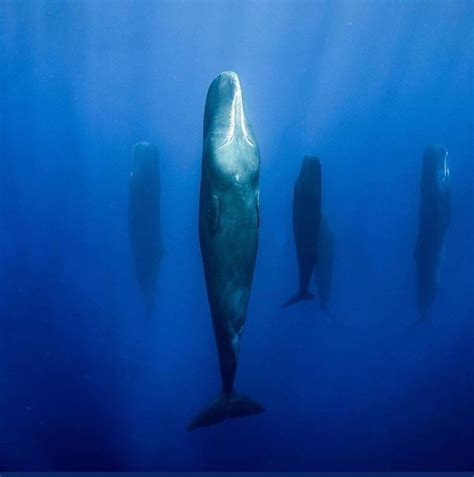 As if the ocean wasn’t already terrifying : r/oddlyterrifying