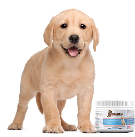 Diarrhea Treatment - Diarrice