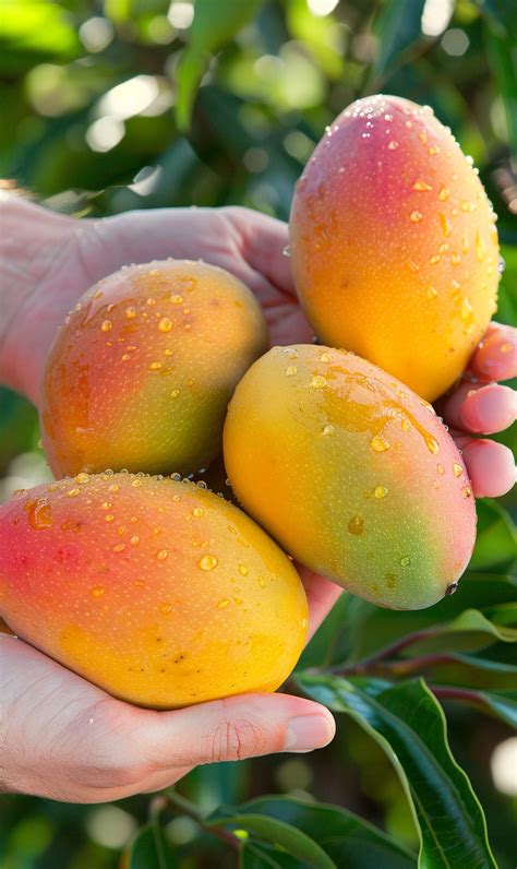 mango suppliers  dubai top indian mango suppliers uae