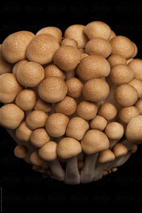 chiodoni mushroom tops brown  stocksy contributor ryan matthew