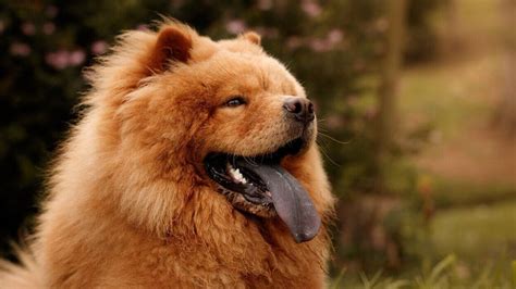 dogs  black tongues   means    normal