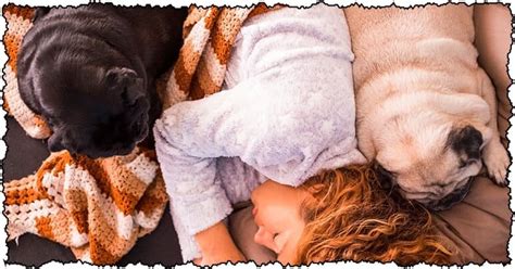 Why Do Pugs Sleep So Much and What You Need to Know