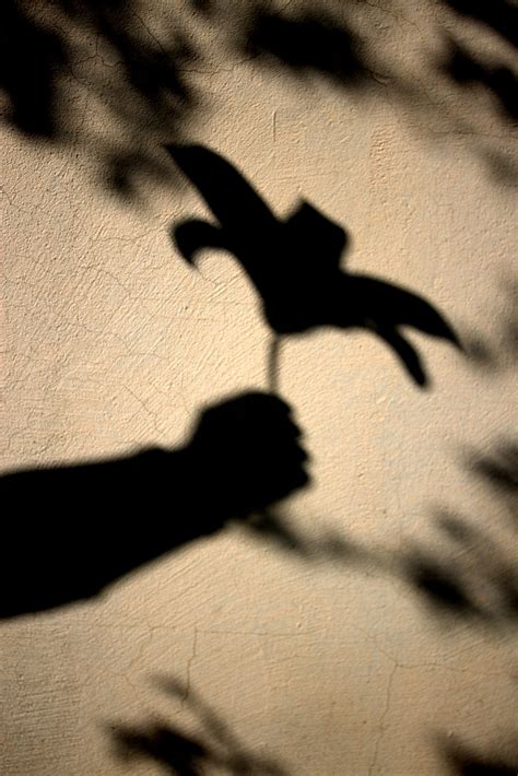 flower  shadow sun  photo  pixabay pixabay