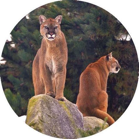 Cougar Mountain Zoo Admission Timed Entry - January through November