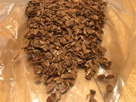 toona sinensis tree 4