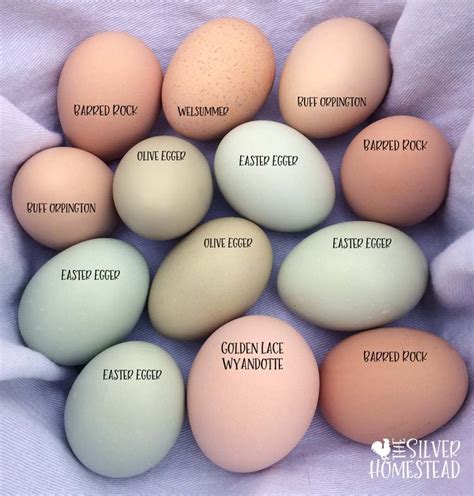 Olive Egg Color Chart at Lloyd Sutton blog