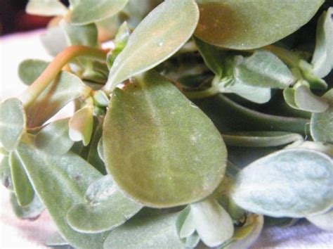 verdolagas | What is That and How Do I Eat It?