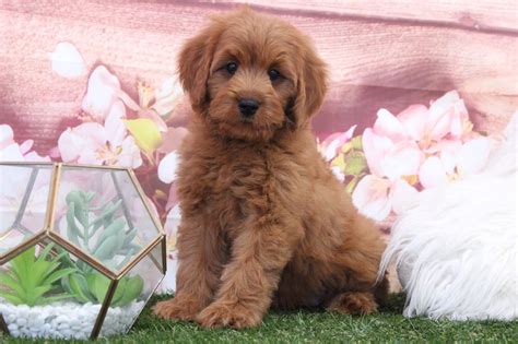 Ana - Perfect Female F1B Mini Goldendoodle Puppy - Puppies Online