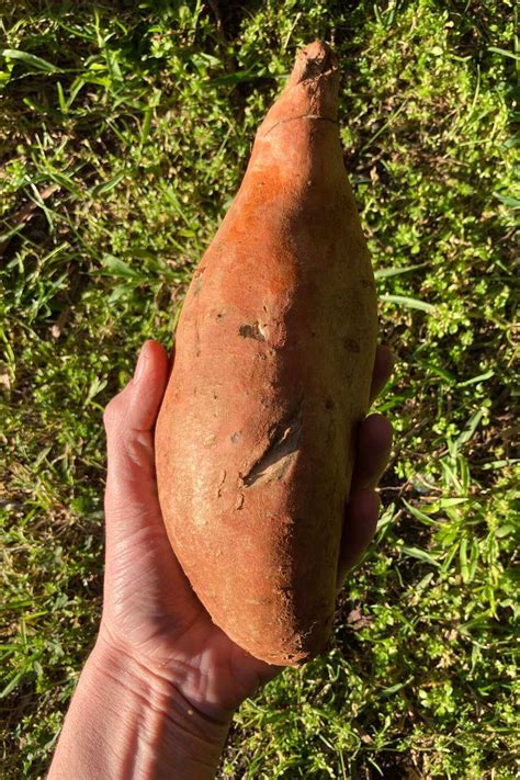 25 Companion Plants For Sweet Potatoes To Help Them THRIVE!