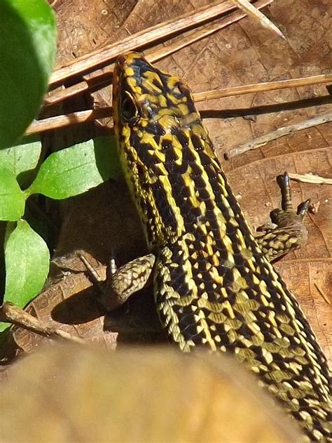 type  lizards skinks