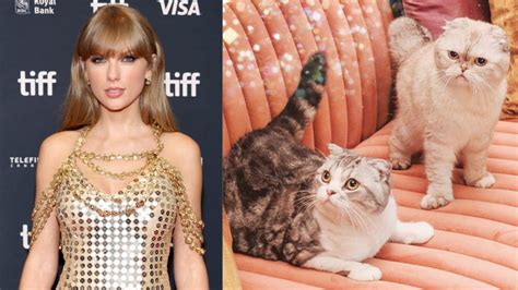 taylor swift   reputation   cat lady    furry felines
