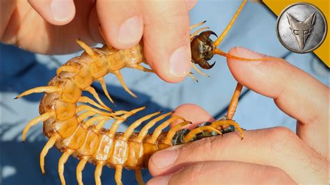 Centipede Bite Worse Than ALL Stings?! - YouTube