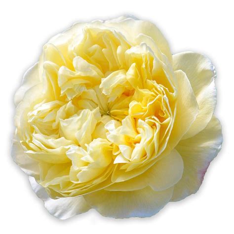 Evelyn Rose - David Austin - Exceptionally Fragrant – Heirloom Roses
