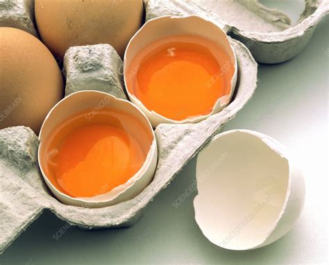 eggs stock image  science photo library