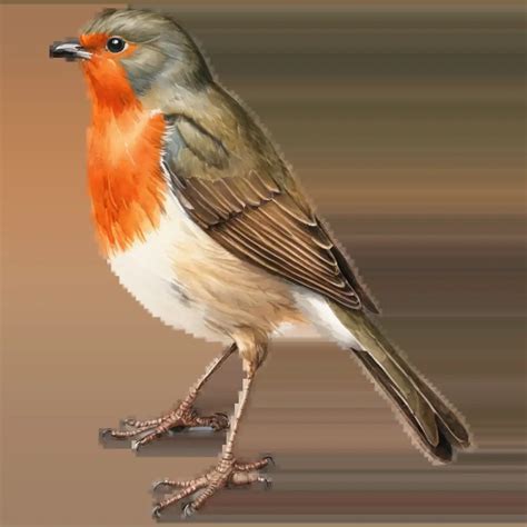exquisite robin bird standing watercolor png  captivating image