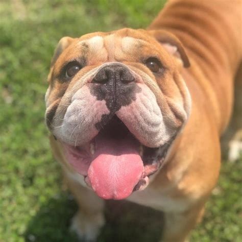 Are Serrano Bulldog Aggressive