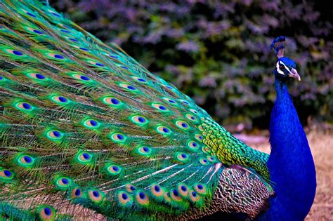 Peacock Wallpapers - Wallpaper Cave