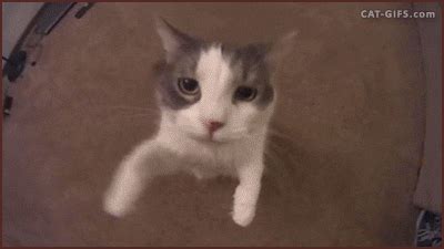 Cat Hug GIFs - Find & Share on GIPHY