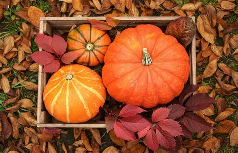 First Day of Fall 2025: Date, Fun Facts About the Autumnal Equinox