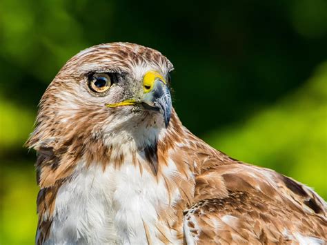 Cooper’s Hawk or Red-tailed Hawk: What Are The Differences? | Birdfact