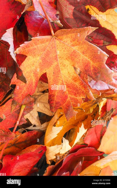Autumn Liquidambar Leaves Stock Photo - Alamy