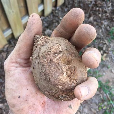 American Groundnut Tubers | Sow True Seed