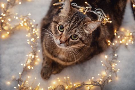 Weihnachten mit der Katze - die schönsten Bilder