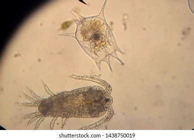 Pic Microscope Show Zooplankton Water Stock Photo 1438750019 | Shutterstock