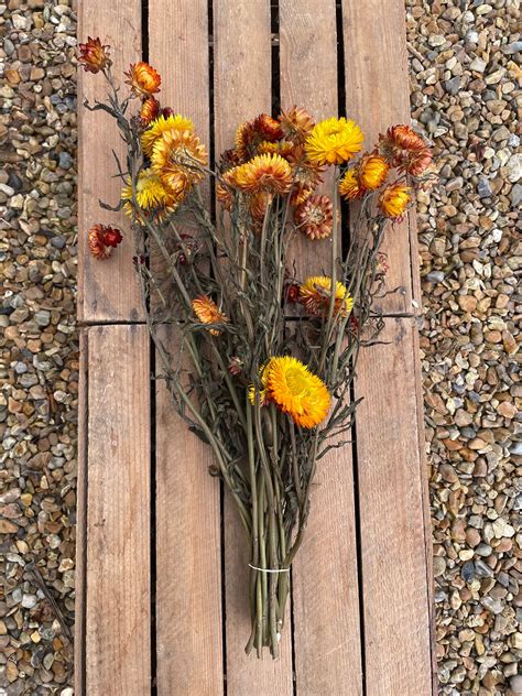 Strawflower - Helichrysum bracteatum, Orange – Stem and Green Flower