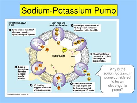 PPT - Chapter 7: Membrane Structure and Function PowerPoint