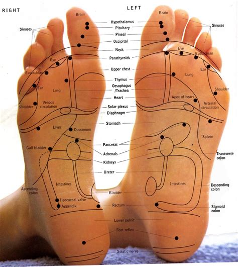 [DIAGRAM] Diagram Of Bottom Of Foot For Reflexology - MYDIAGRAM.ONLINE