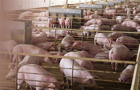 Other Swine Diseases | Boehringer Ingelheim Swine Health