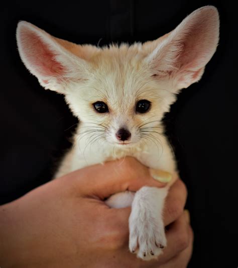Z Foxes