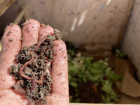 What can you vermicompost? Dog poop? - Worm Wrangler