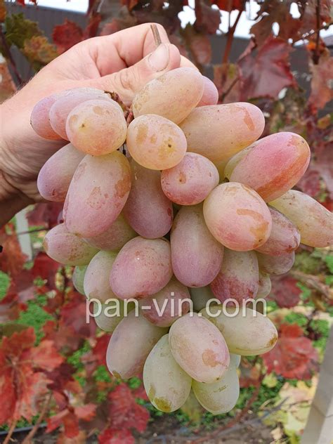 Иван Поддубный — pan-vin.com