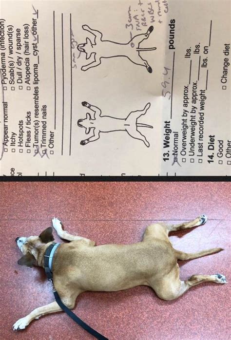 Our sweet Pittie mix, Trinity, lays just like a dog anatomy drawing