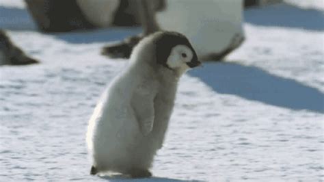 9 dos momentos mais fofos de bebês pinguins [GIFs] - Mega Curioso