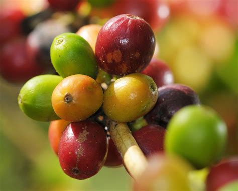 ¿cómo Se Llama El Fruto Del Café? | Despiste Café