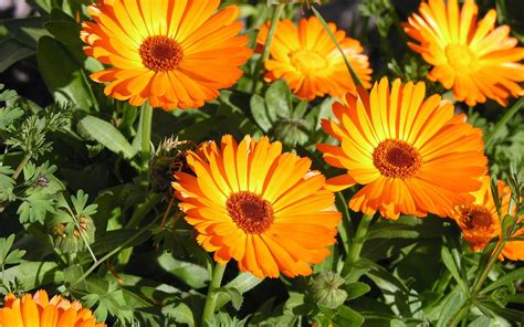 8 HEALTH BENEFITS OF CALENDULA
