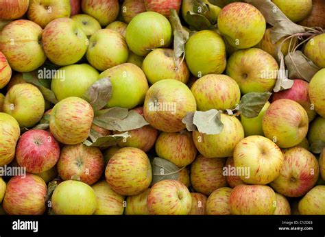 gravenstein apple california  res stock photography  images alamy