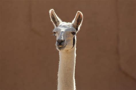 llma head  close  photography  stock photo