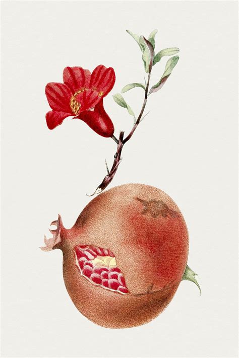 Hand drawn pomegranate. Original Biodiversity | Free Photo Illustration ...