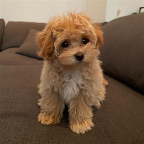 Adopt Maltipoo Puppies