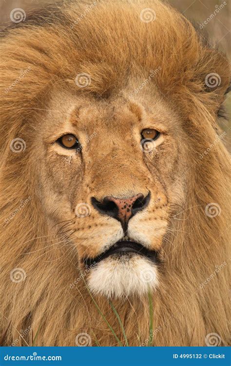 Two Lion Face Symbol Stock Photography | CartoonDealer.com #57004796