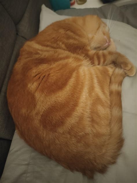 tips for cat weak naturally 4