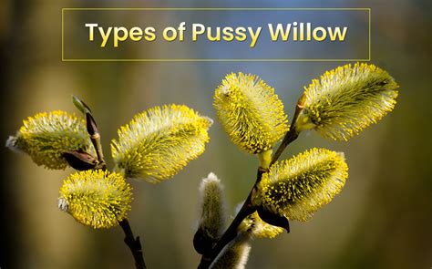 What Is A Willow Definition at Luca Glossop blog