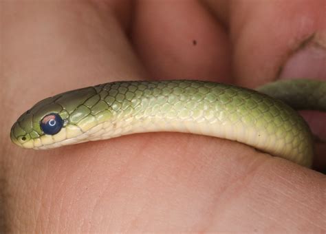 Opheodrys vernalis – Smooth Greensnake | Vermont Reptile and Amphibian