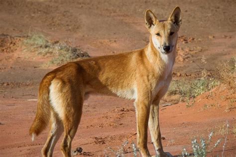 Dingoes are not just feral dogs, says study | The Straits Times