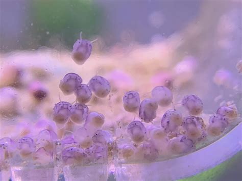 What’s your mystery snail breeding set up : r/snailbreeding