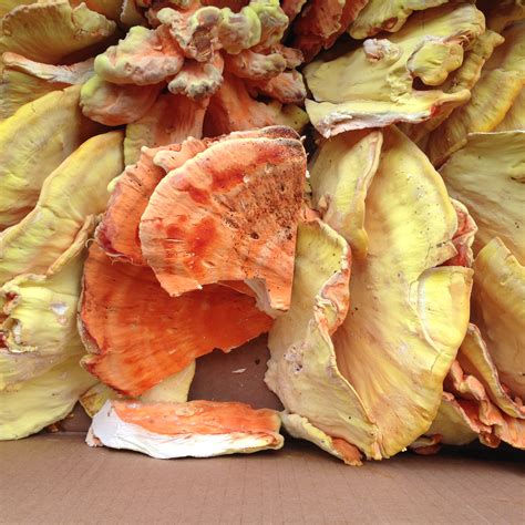 Fuyu Persimmons, Black Radishes, and Scott Farm Apples - Specialty